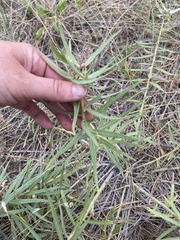 Lithospermum ruderale