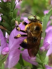 Xylocopa micans