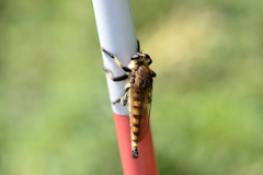 Promachus rufipes
