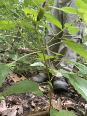 Boehmeria cylindrica