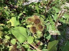 Arctium