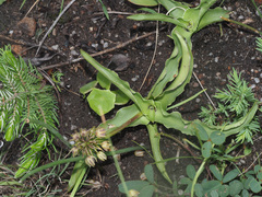 Ledebouria asperifolia
