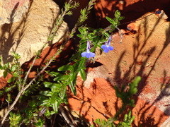Lobelia neglecta