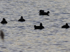 Lophodytes cucullatus