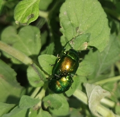 Chrysolina
