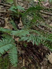Polystichum acrostichoides