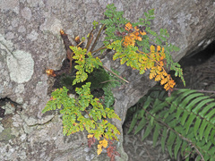 Davallia chaerophylloides