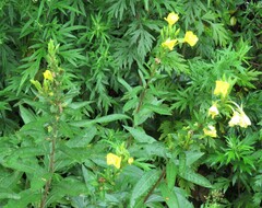 Oenothera parviflora