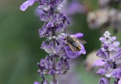 Anthidium manicatum