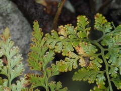 Davallia chaerophylloides