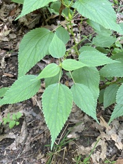 Boehmeria cylindrica