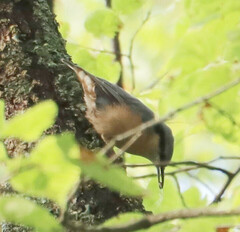 Sitta europaea