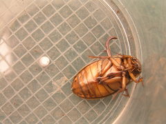 Dytiscus circumcinctus