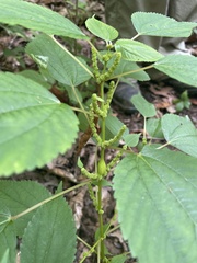Boehmeria cylindrica