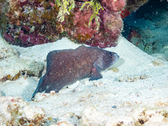 Rypticus saponaceus