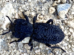 Phloeodes diabolicus