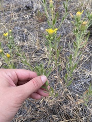 Heterotheca villosa