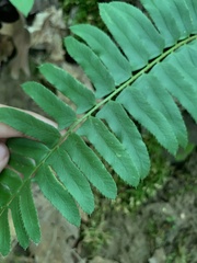 Polystichum acrostichoides