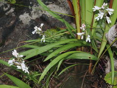 Disa saxicola