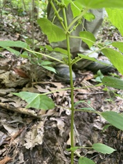 Boehmeria cylindrica