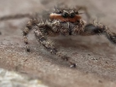Platycryptus undatus