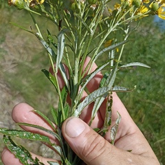 Jacobaea paludosa lanata