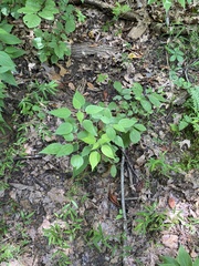 Boehmeria cylindrica
