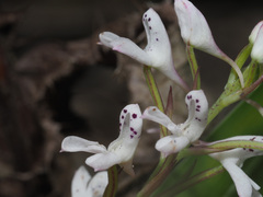 Disa saxicola