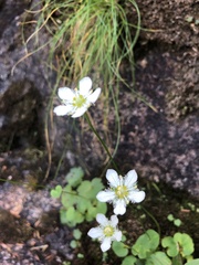 Parnassia fimbriata