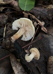 Lentinellus subaustralis