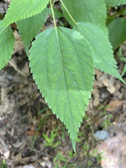 Boehmeria cylindrica