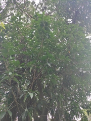 Ficus annulata
