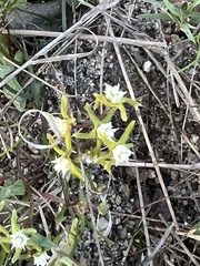Asclepiadoideae