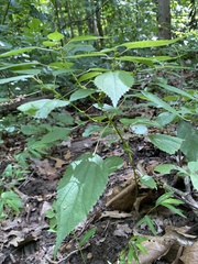 Boehmeria cylindrica