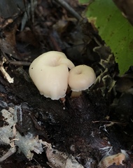Lentinellus subaustralis