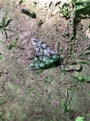 Ceratomia sonorensis