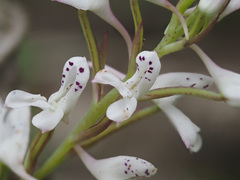 Disa saxicola