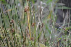 Juncus conglomeratus