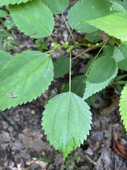 Boehmeria cylindrica