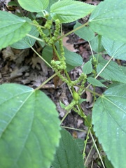 Boehmeria cylindrica