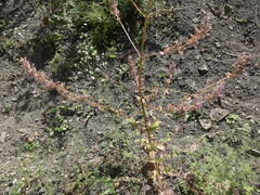 Nepeta grandiflora