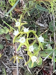 Asclepiadoideae