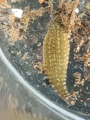 Glossiphoniidae