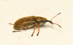 Cimberis attelaboides