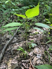 Boehmeria cylindrica