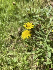 Cichorieae