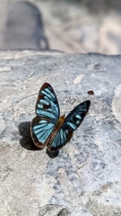 Dynamine postverta mexicana