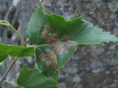 Pterygota
