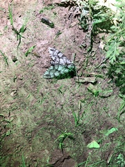 Ceratomia sonorensis