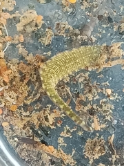 Glossiphoniidae